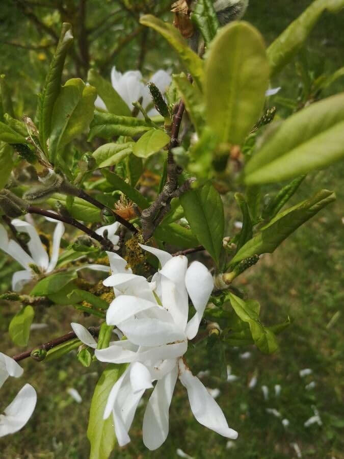 Magnolia stellata