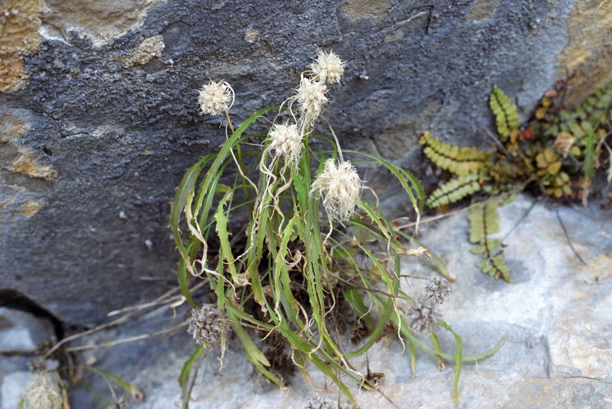 Campanula di Charmel 9