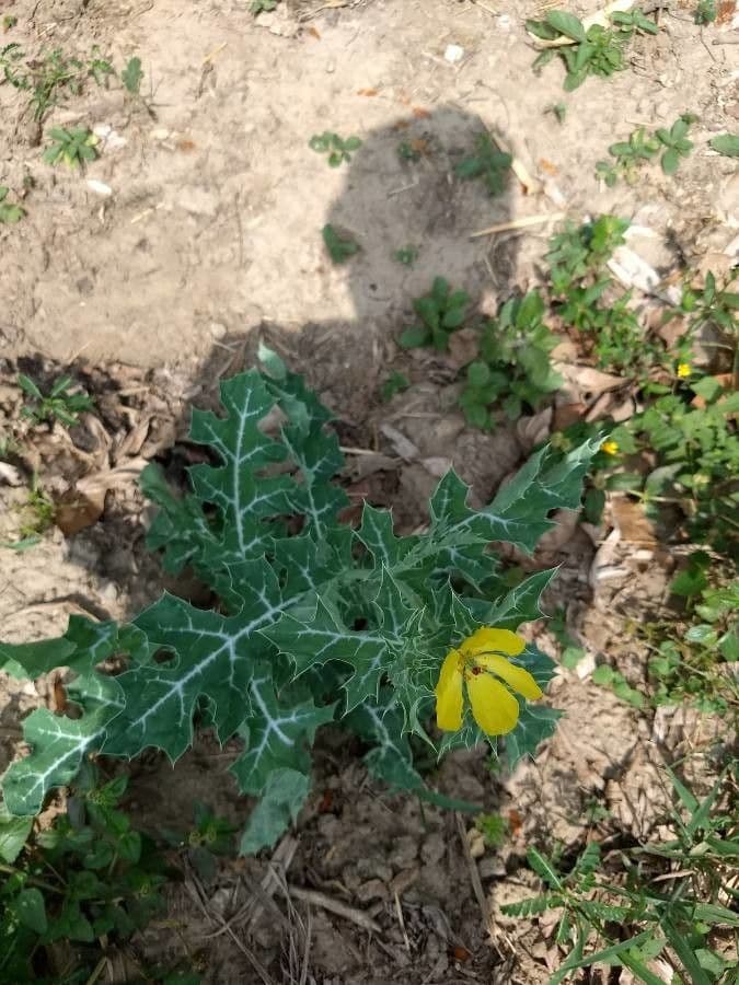 Argemone mexická 30