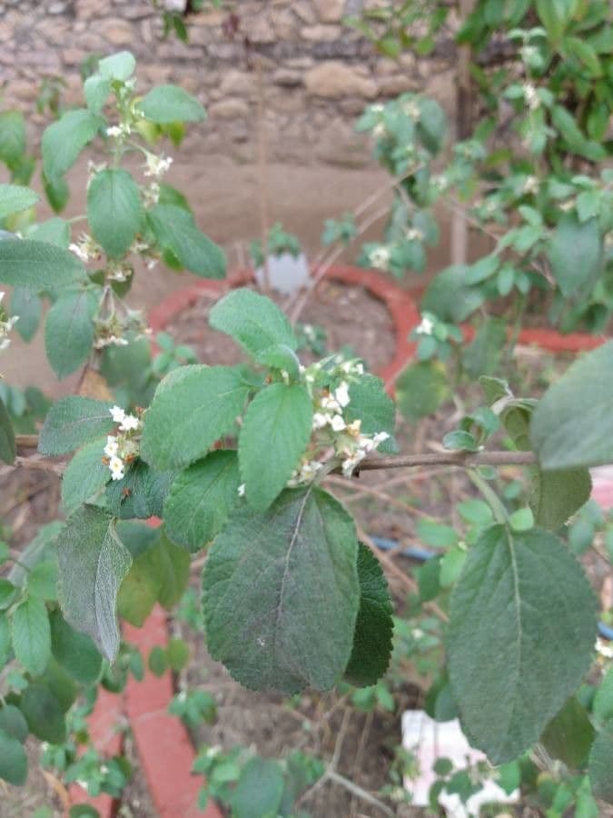 Lippia 3