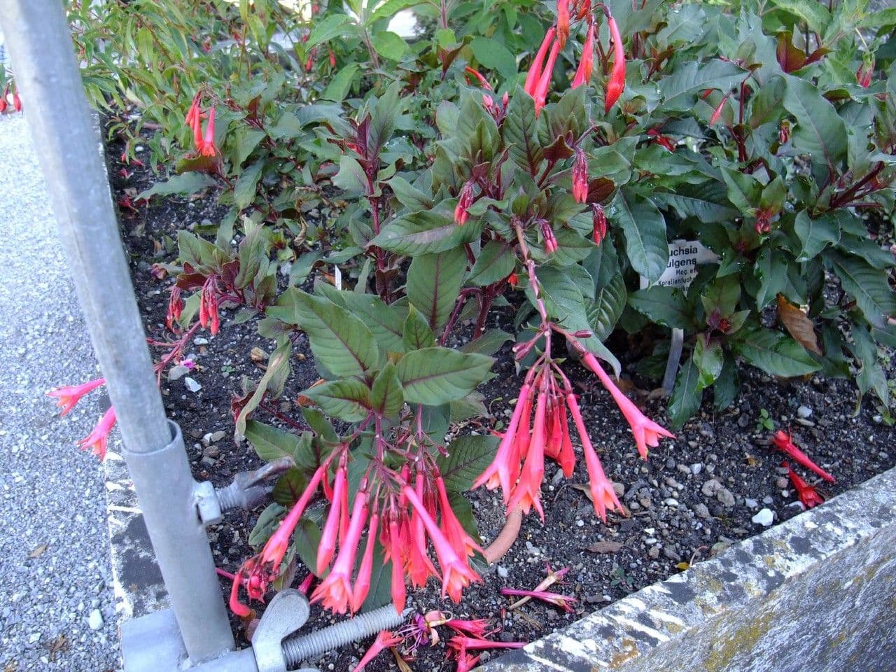 Fuchsien 6