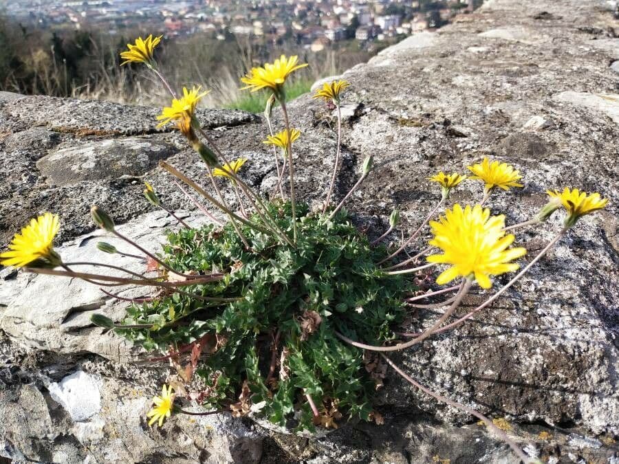 Hyoseris radiata 10