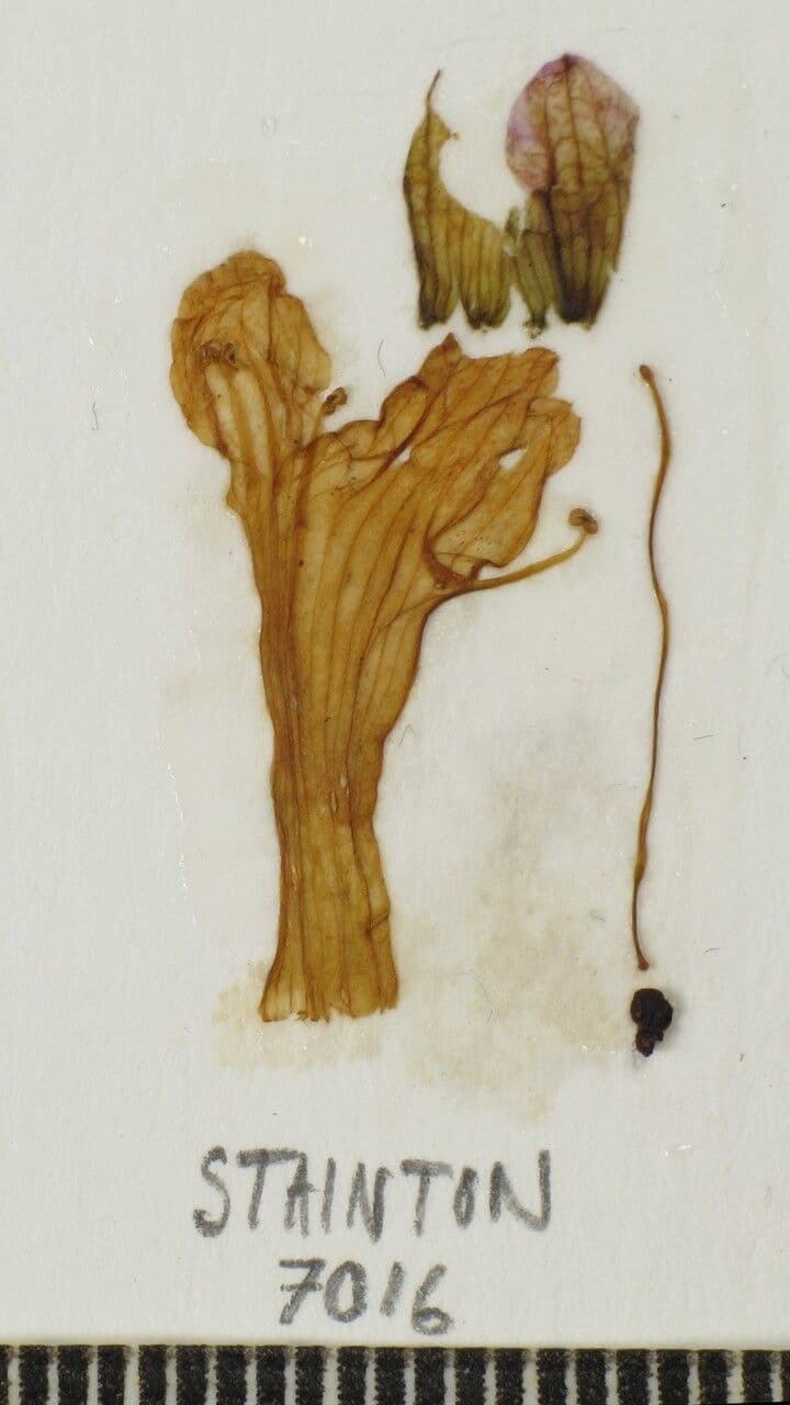 Orthosiphon 10