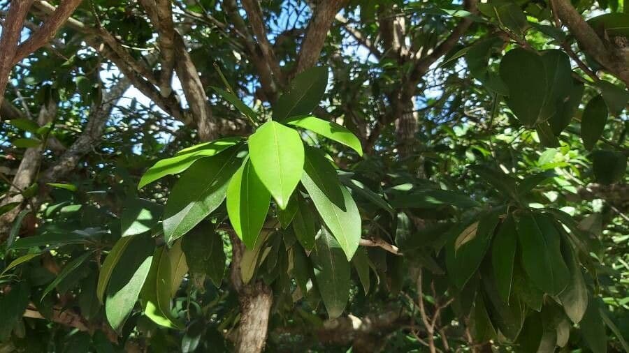 Sapodilla 17