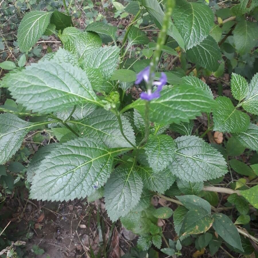 Stachytarpheta urticifolia