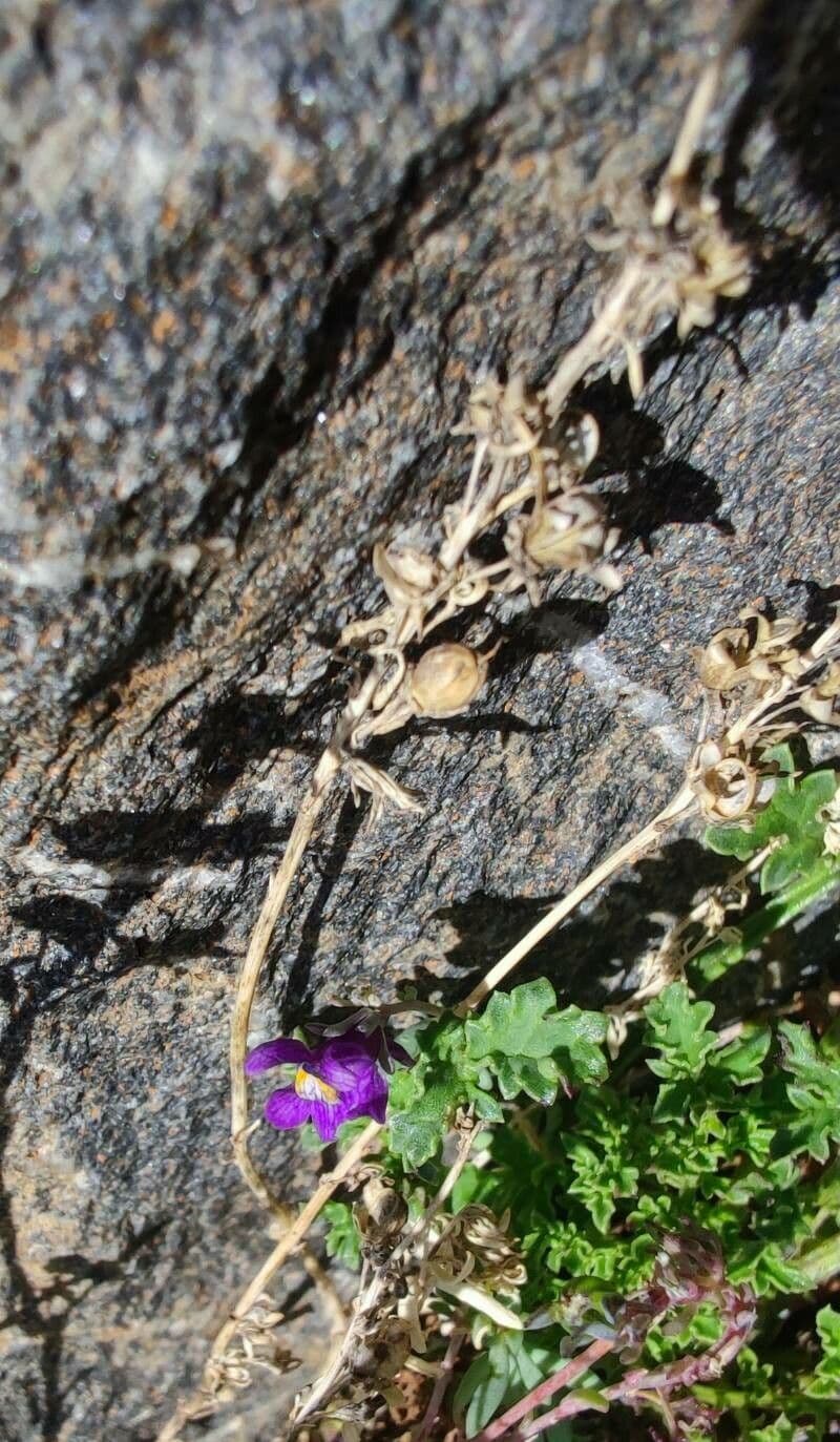 Linaria alpina 3