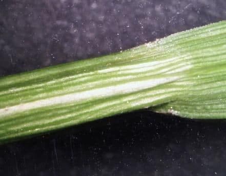 Carex normal 11