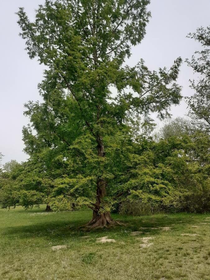 Sequoia della aurora 11