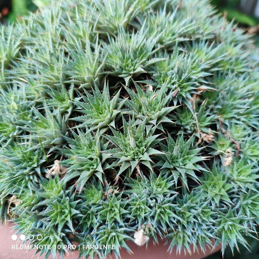 Deuterocohnia 11
