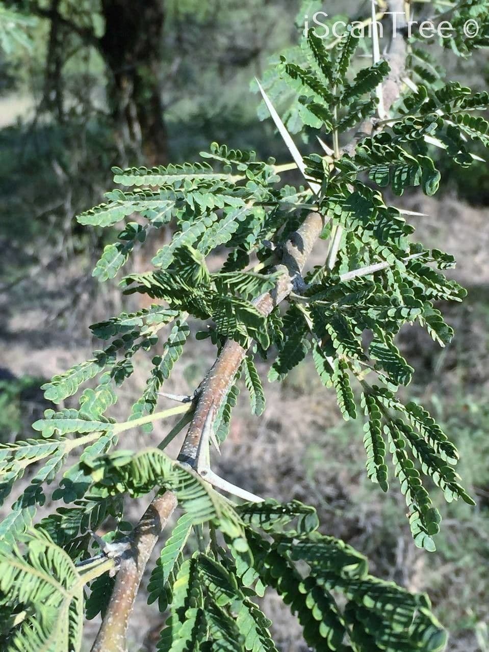 Vachellia gerrardii 5