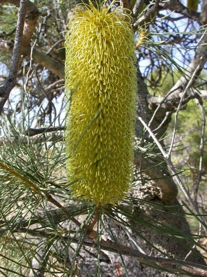 Banksia 2