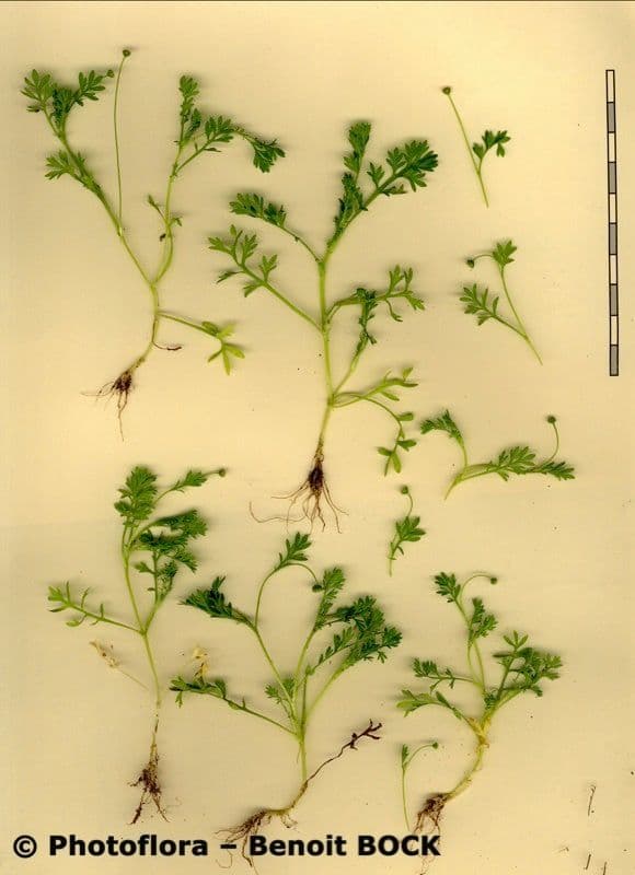 Cotula australis 23