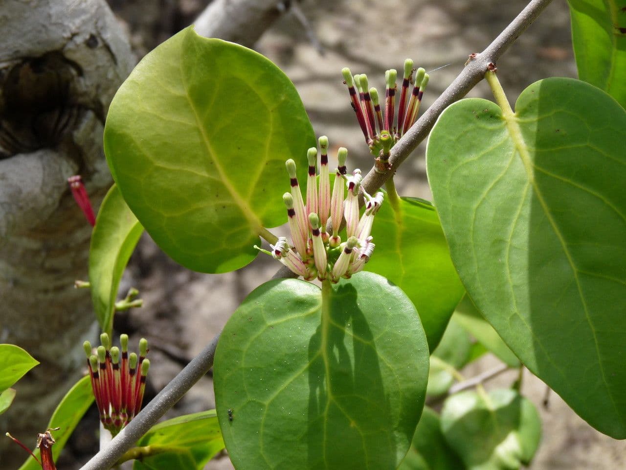 Tapinanthus 6