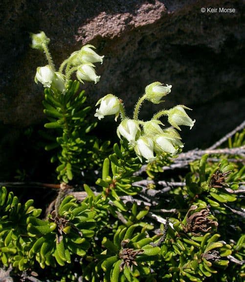 Gelbe Bergheide 2
