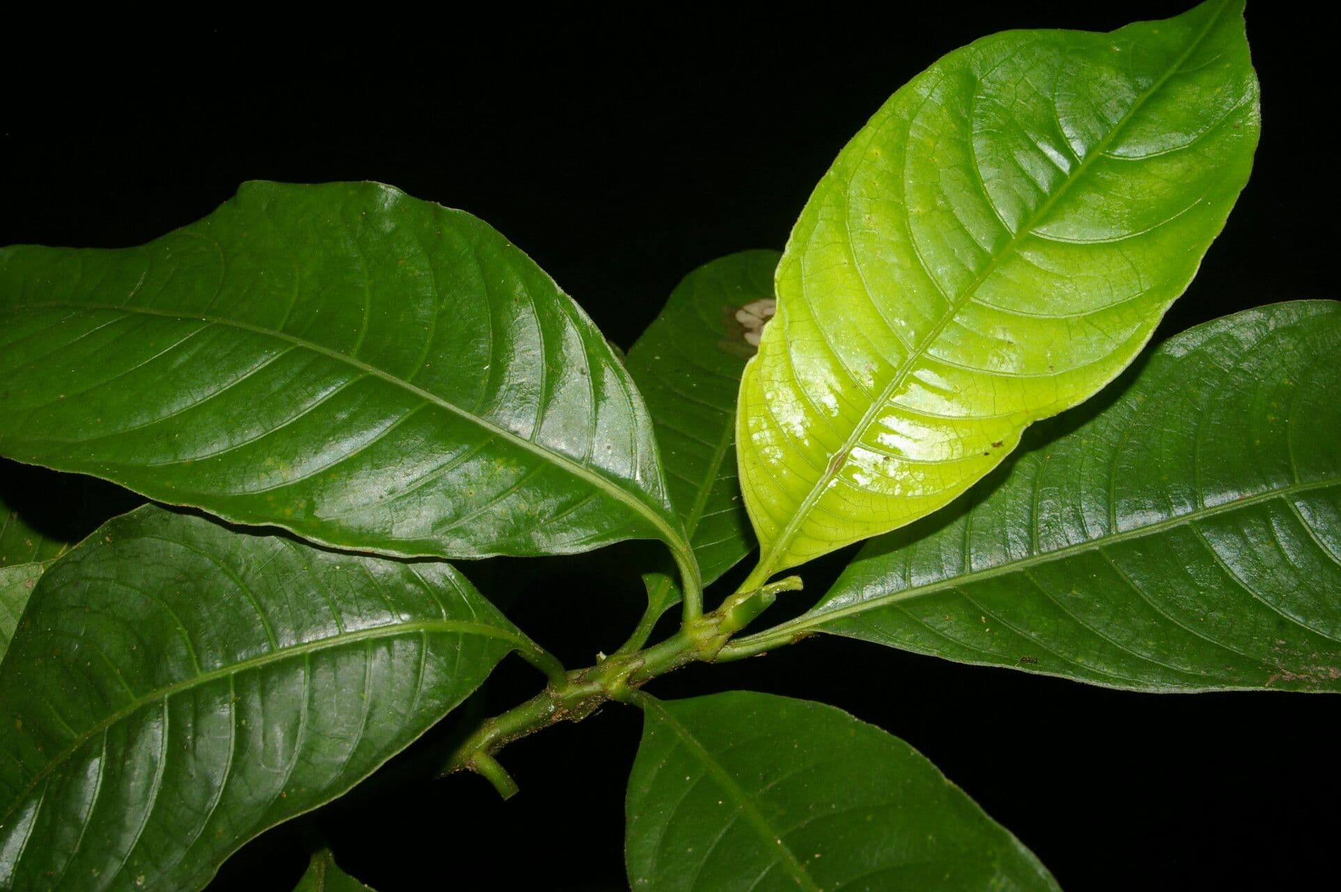 Psychotria rameuse 8