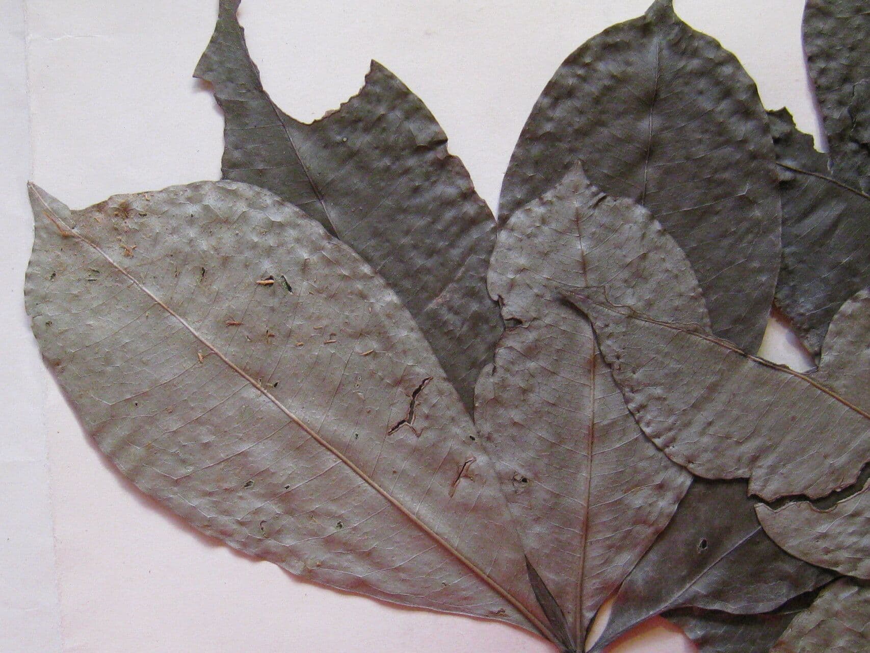 Eriotheca surinamesa 5