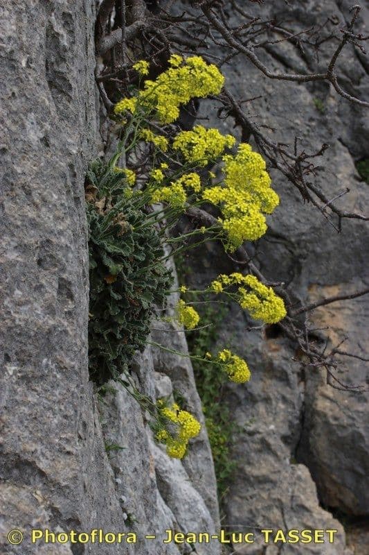 Biscutella frutescens 8