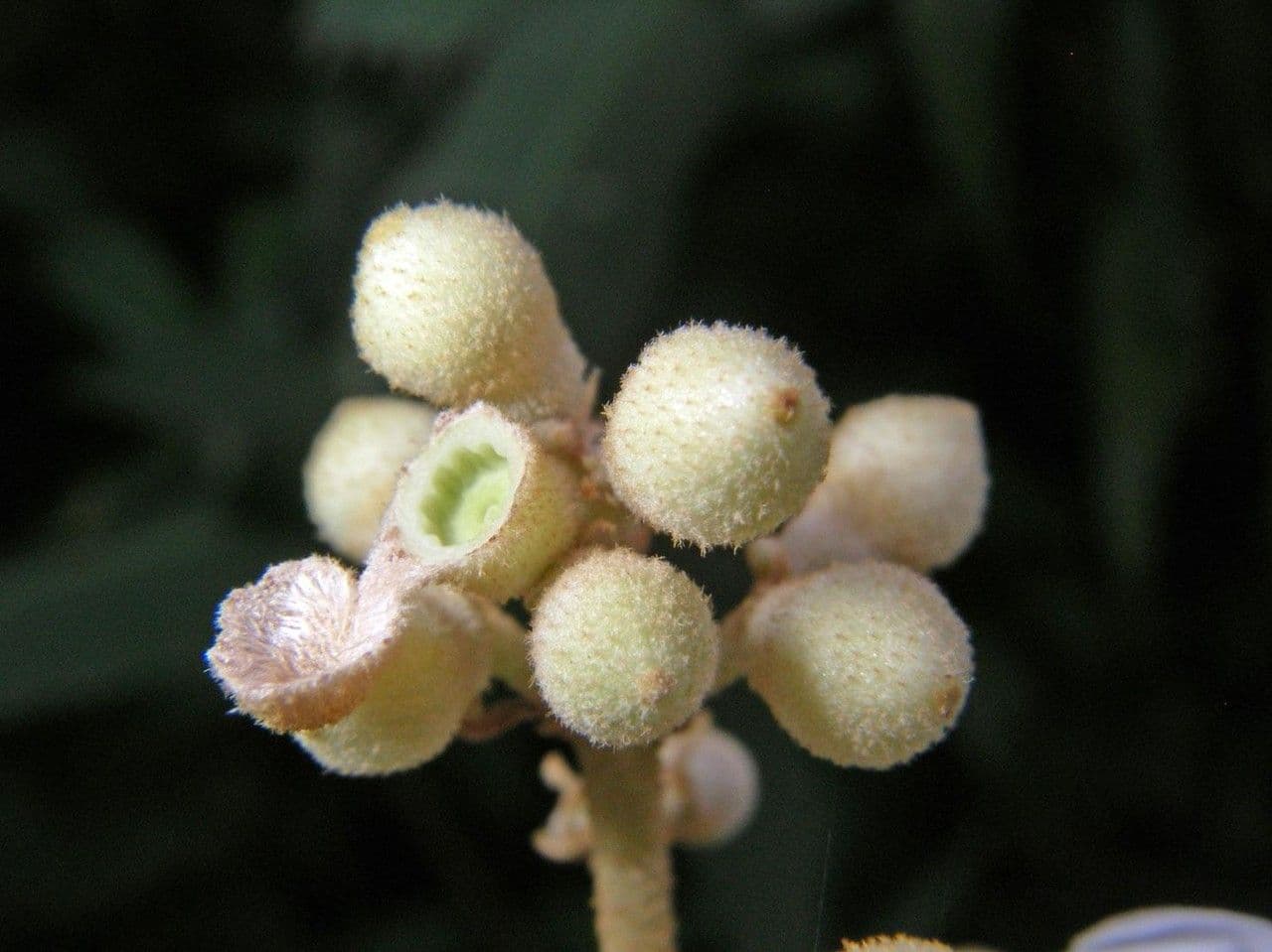 Miconia xalapská 3