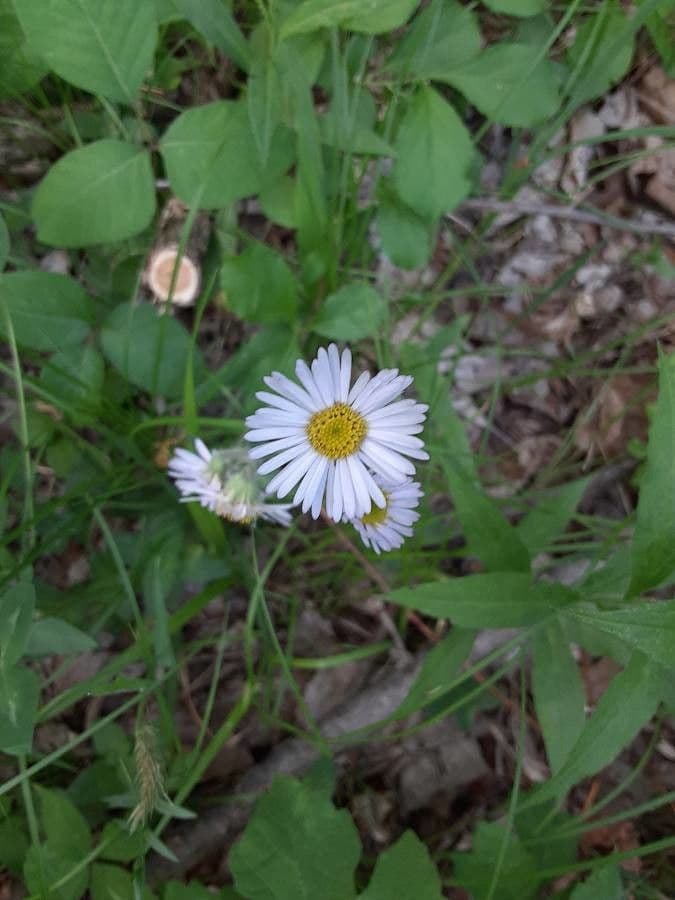 Erigeron 3