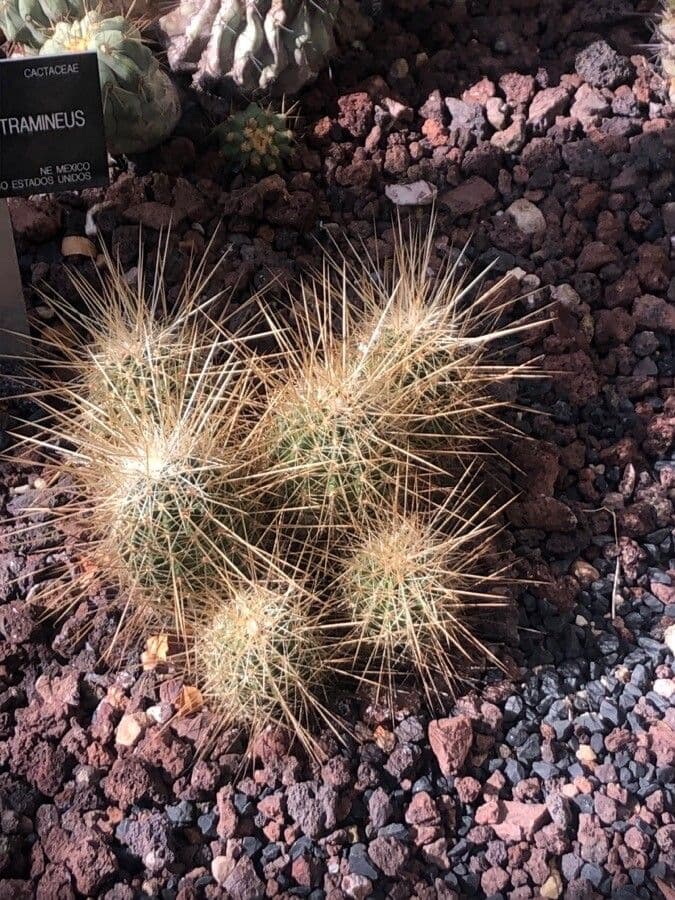 Cactus 6