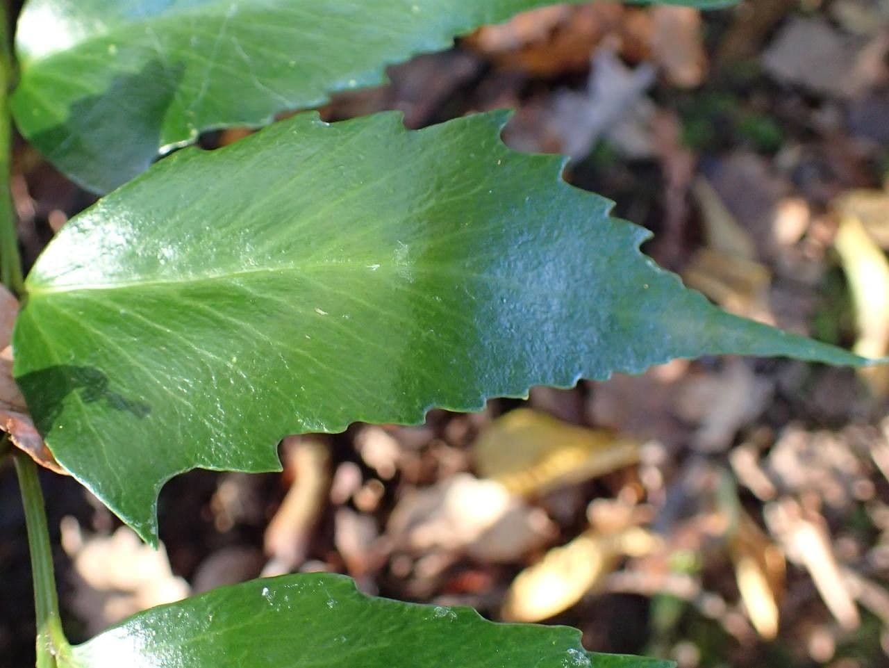 Cyrtomium falcatum 9