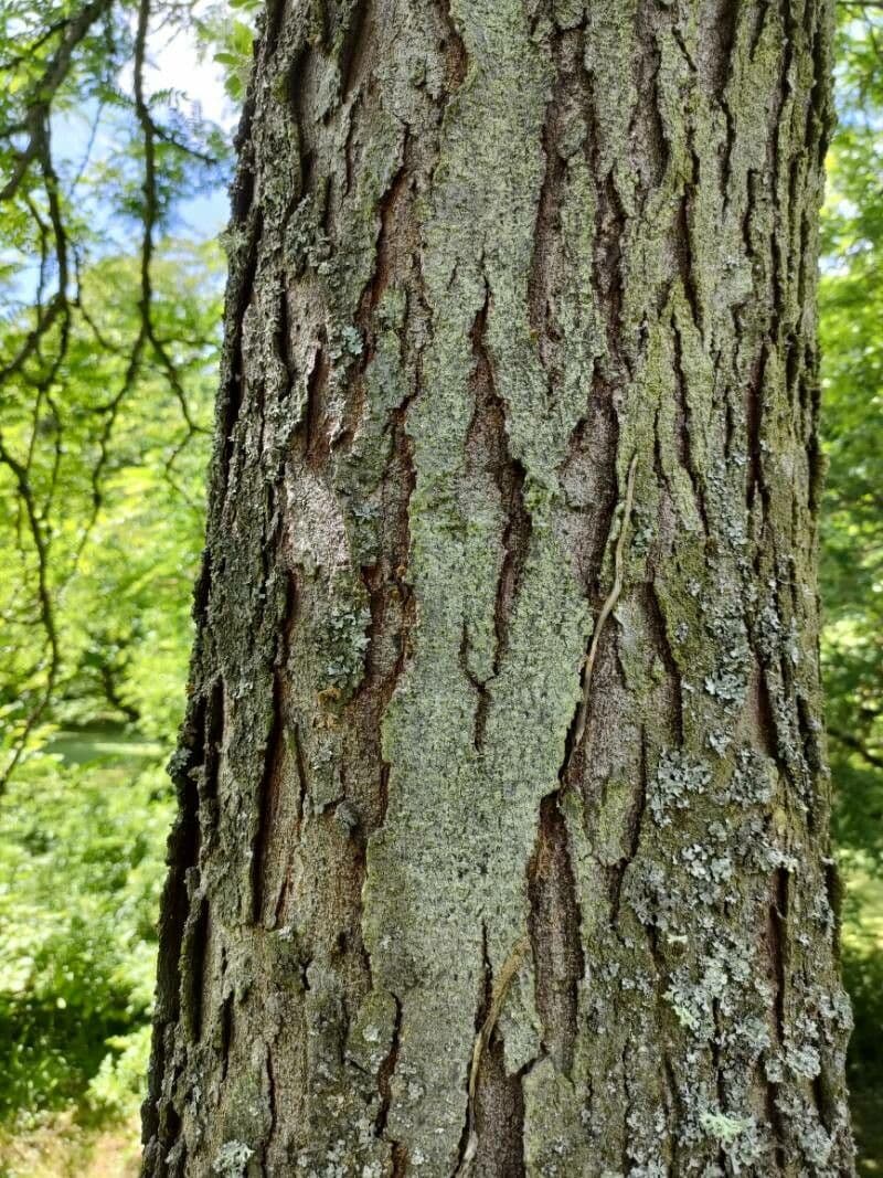 Dřezovec čínský 20