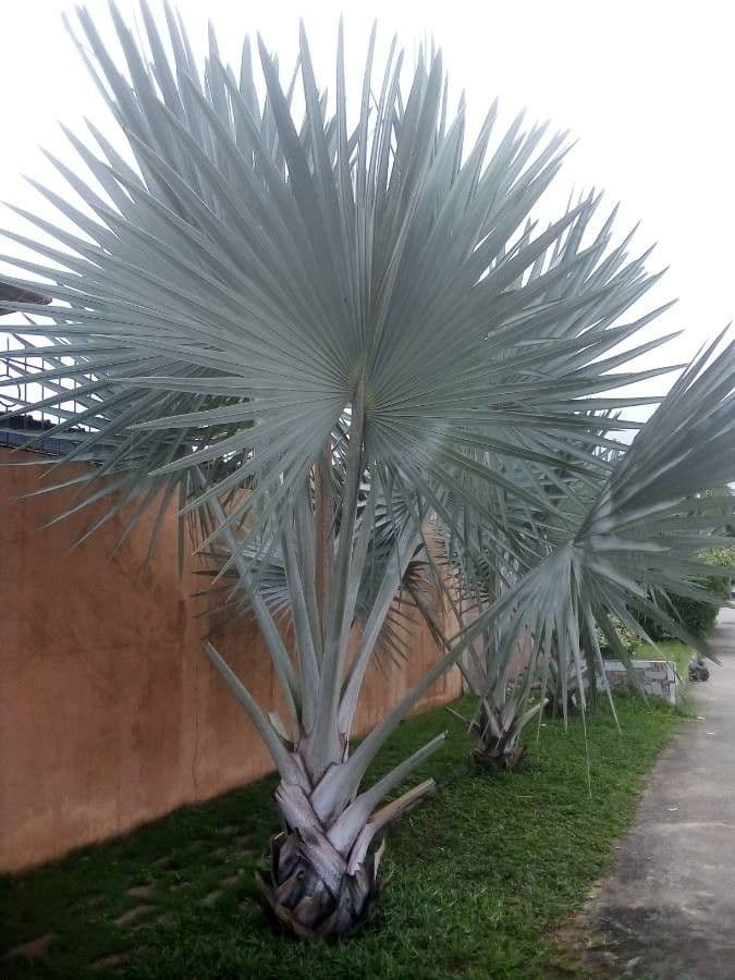 Palma Bismarcka 18