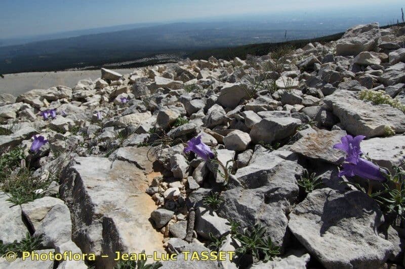 Campanula alpestre 18