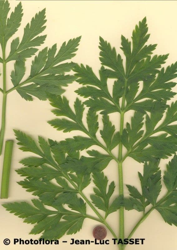 Pleurospermum austriaco 26