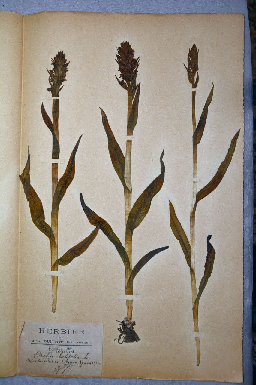 Orchidea sambucina 27
