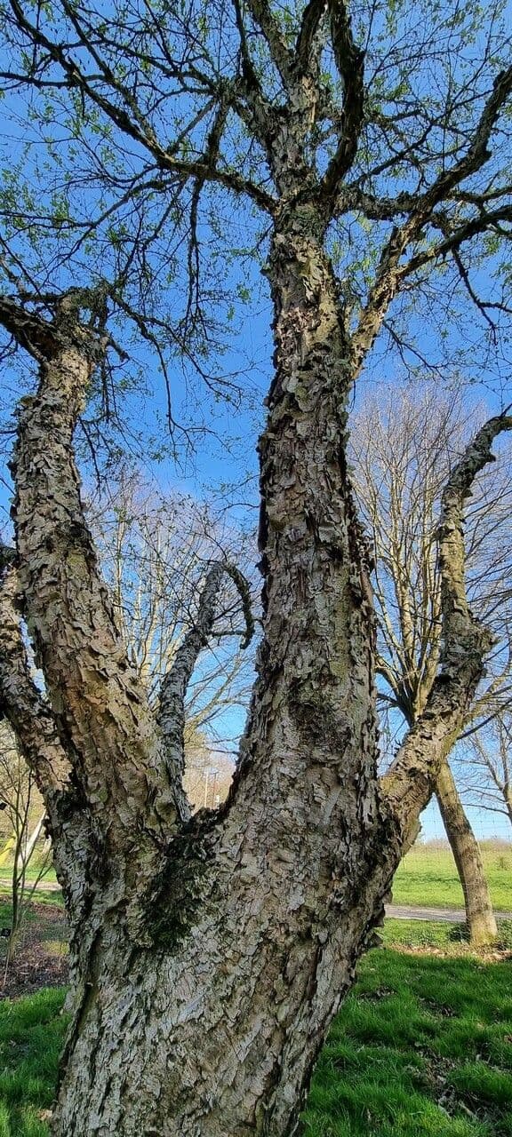 Betulla nera asiatica 6