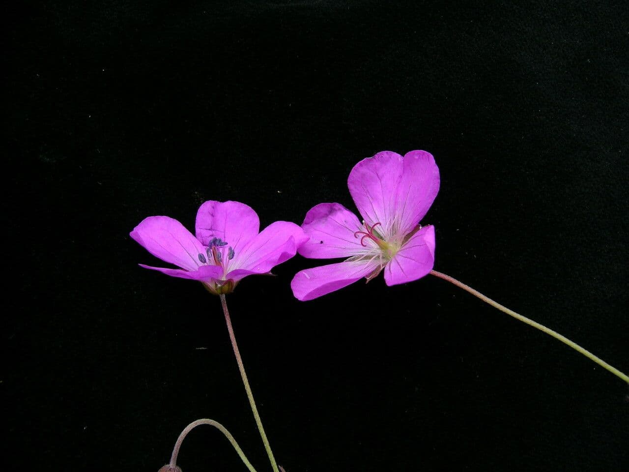 Geránium 8