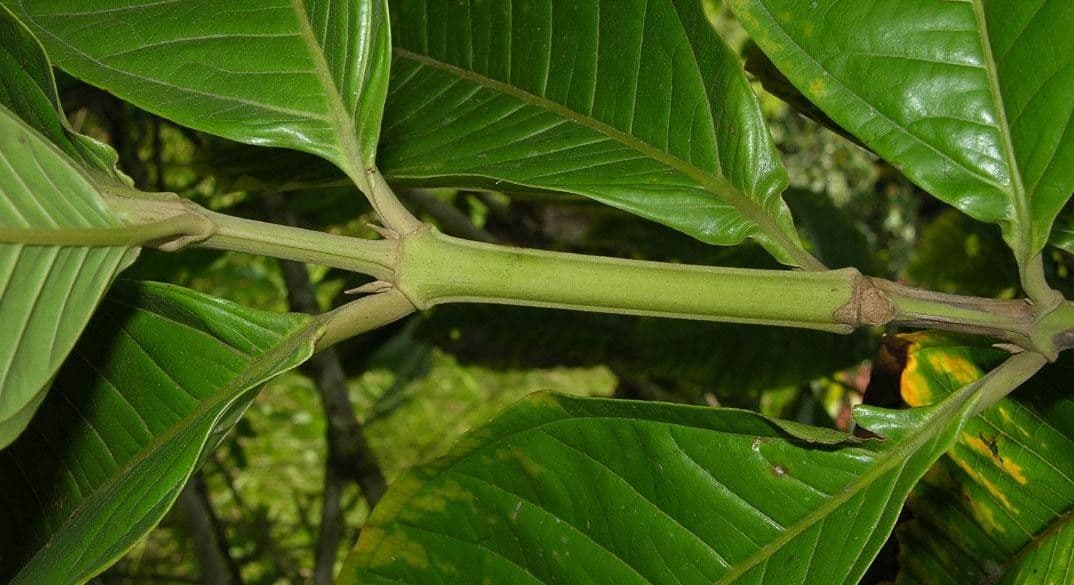 Miconia a tre nervature 10