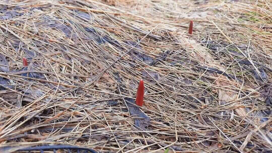 Dente di cane 16