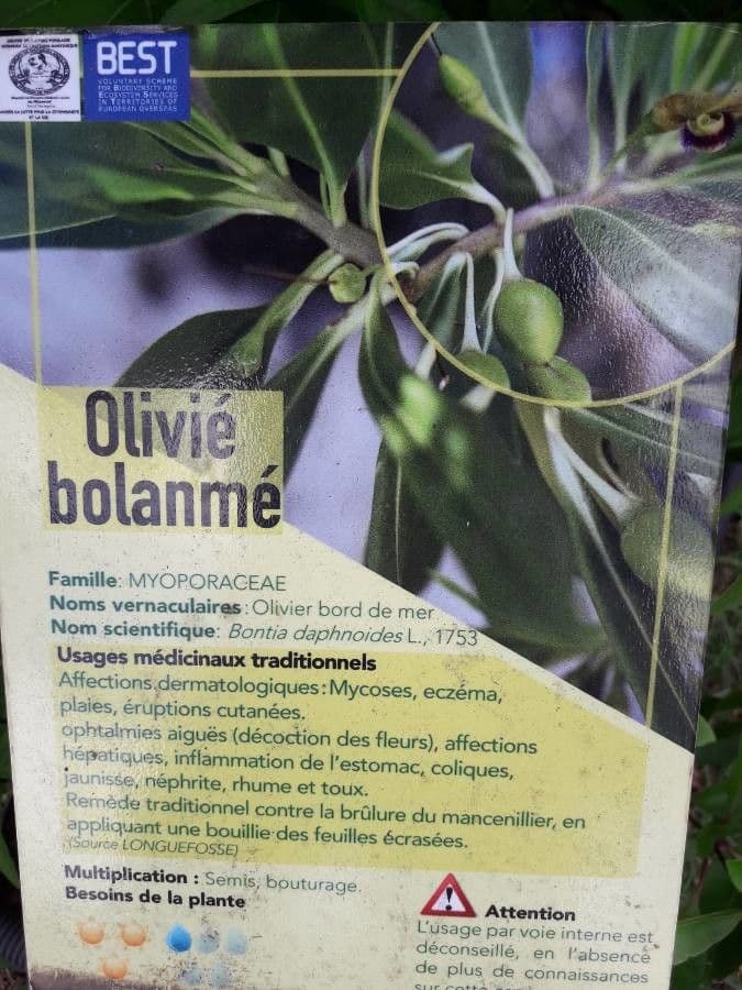 Bontia 26