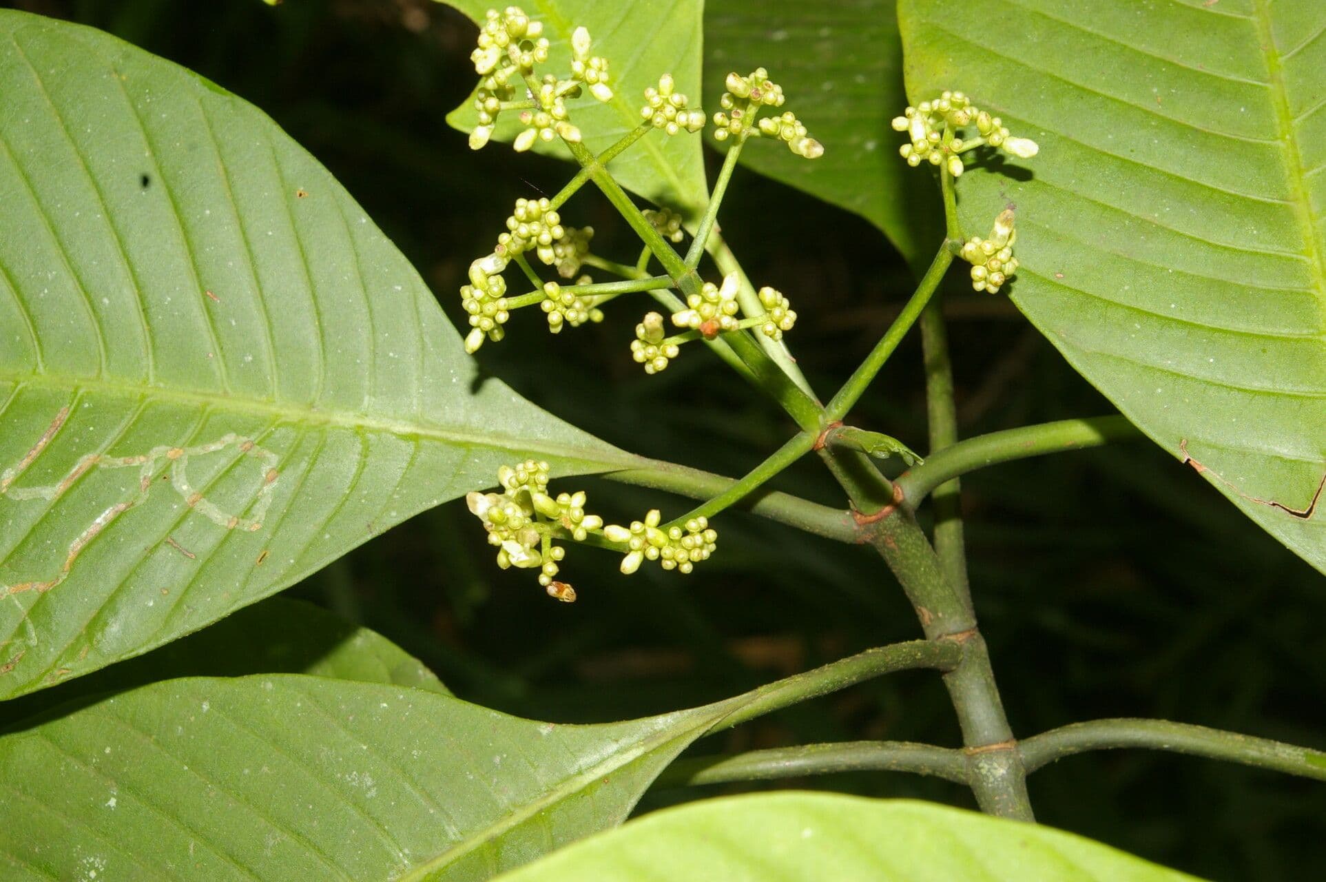 Psychotria 7