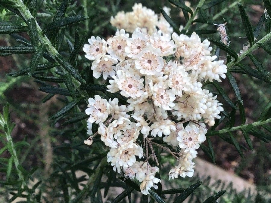 Ozothamnus diosmifolius 6