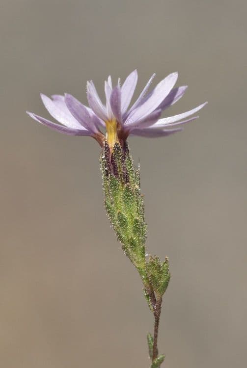 Lessingia 2