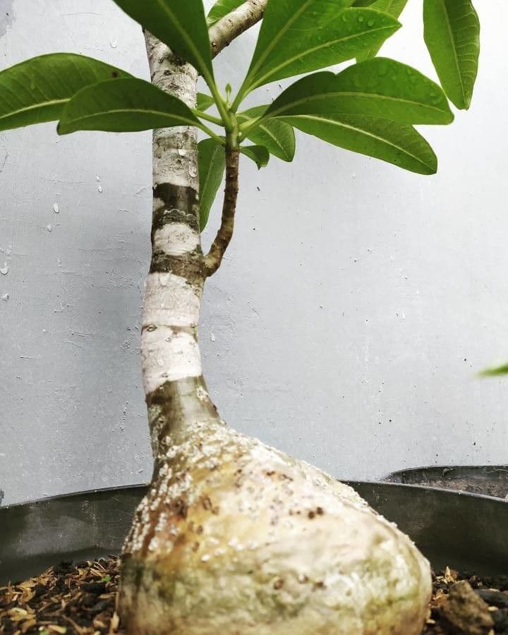 Pachypodium 3