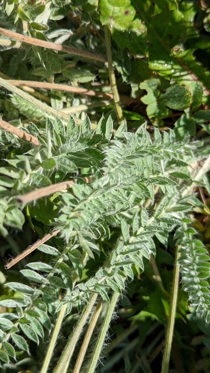 Oxytropis splendens 7