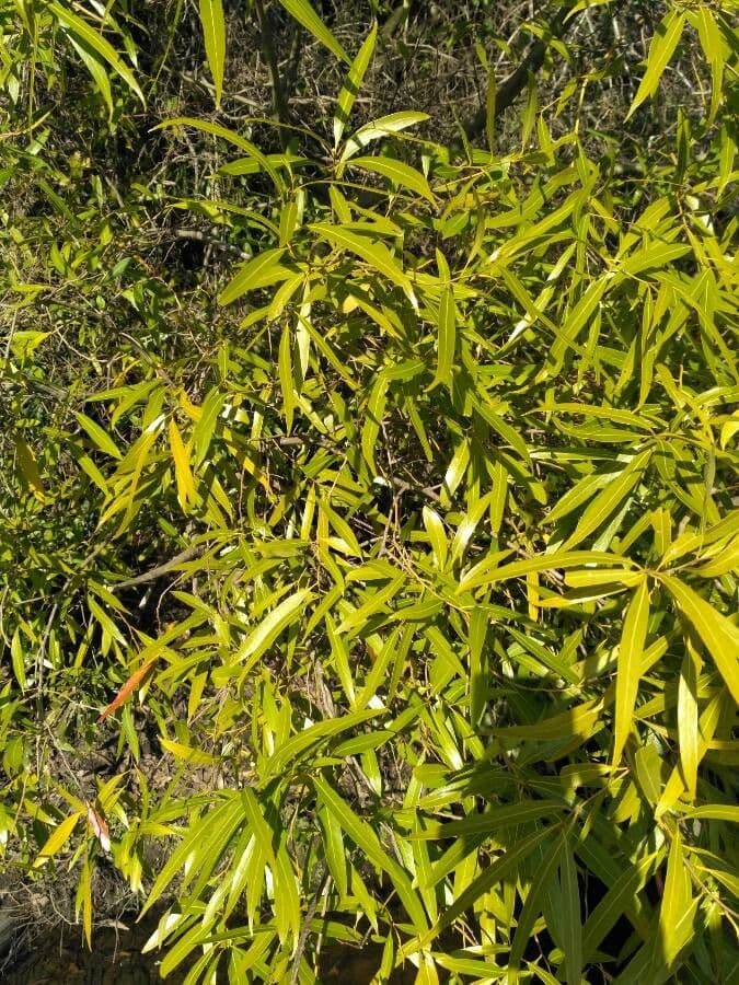Nectandra angustifolia 4