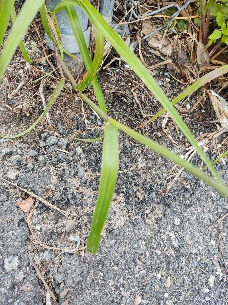 Igel-Hirse 18