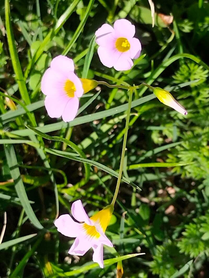 Acetosa caprina