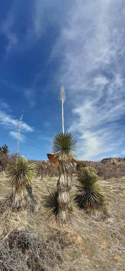 Yucca alta 12
