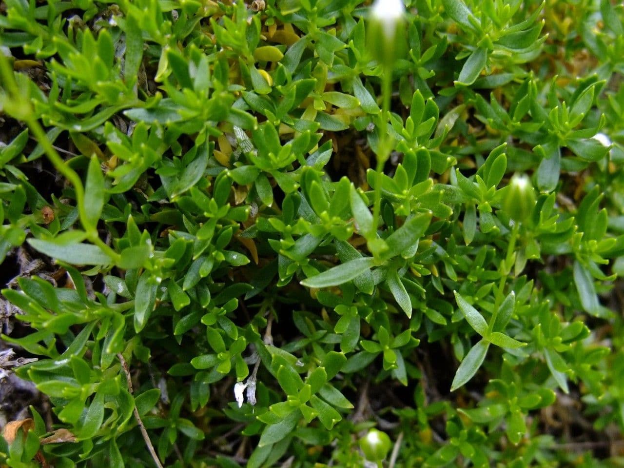 Arenaria 2