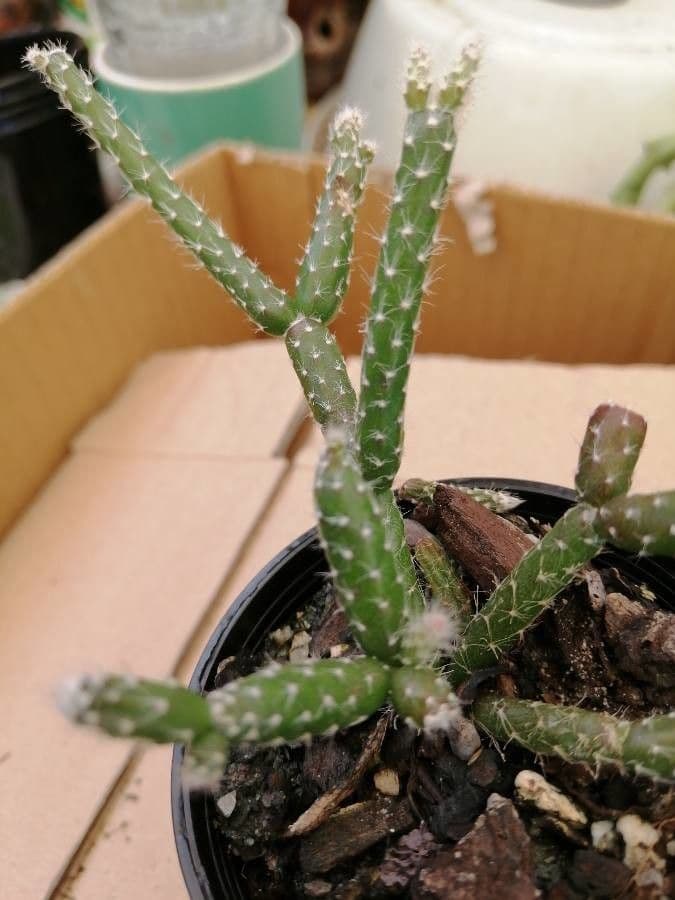 Rhipsalis 22