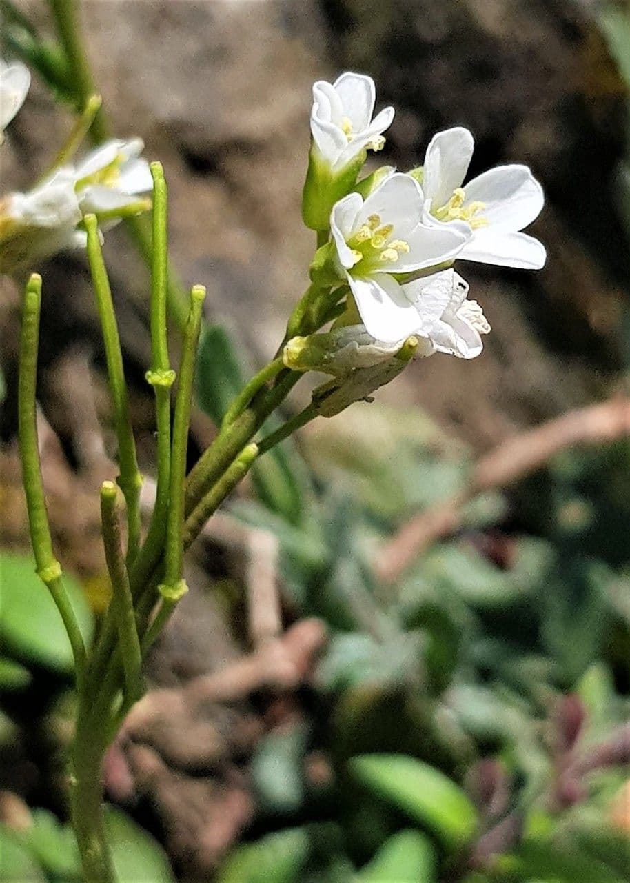 Arabis 2