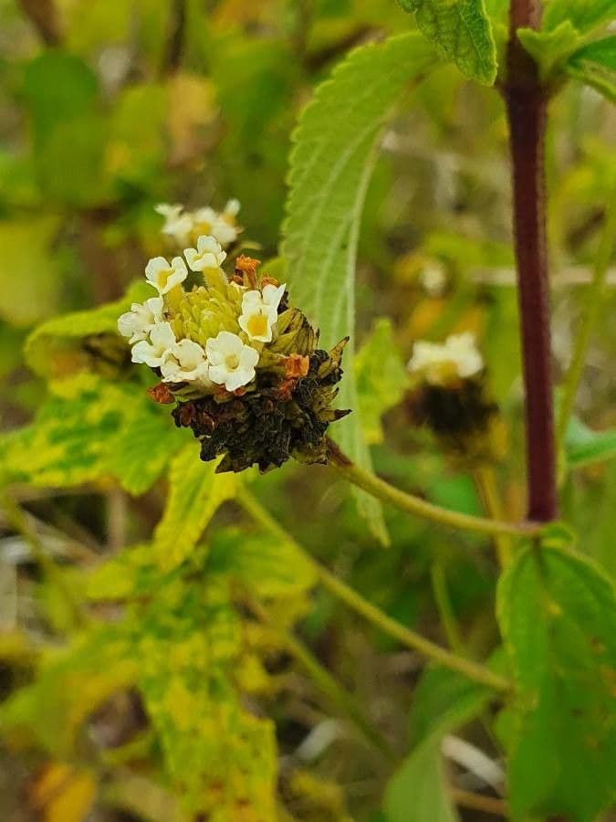 Lippia 5