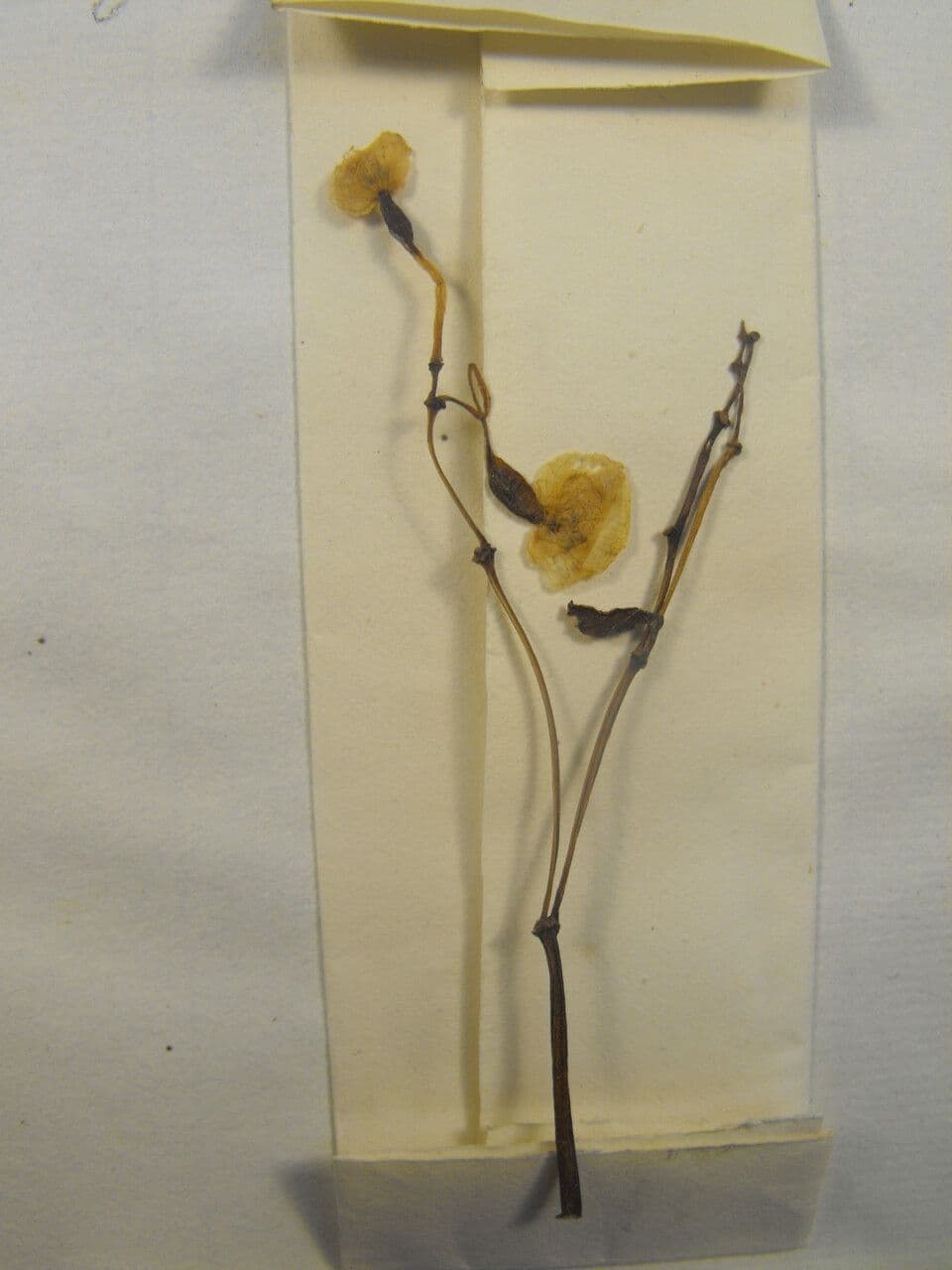 Begonia 8