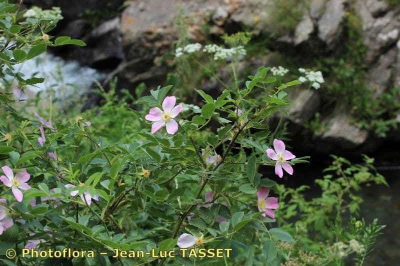 Weiche Rose 11